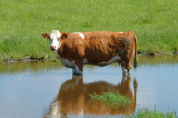 Cow standing in water with green grass behind