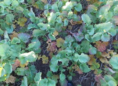Photo of canola with yellow, red and purple discolouration of leaves, early symptoms of TuYV symptoms in Canola.
