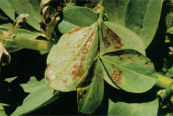 Photo of leaves covered with red-brown patches