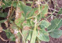 Photo of a field pea plant with diseased brown patches