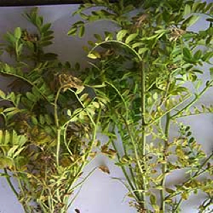 Photo of a chickpea plant with dead shoot tips