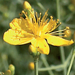 Flower of tangled hypericum