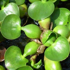 Leaves and bulbous stems of water hyacinth