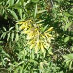 Greenish-yellow flowers of Chilean cestrum