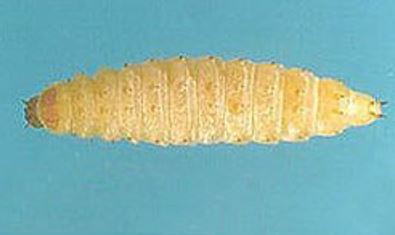 Small hive beetle larvae on blue background