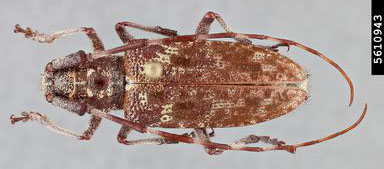 Desiccated light-mid brown beetle with antennae curved behind body.