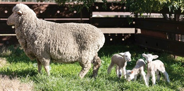 A merino ewe with 3 newborn lambs.