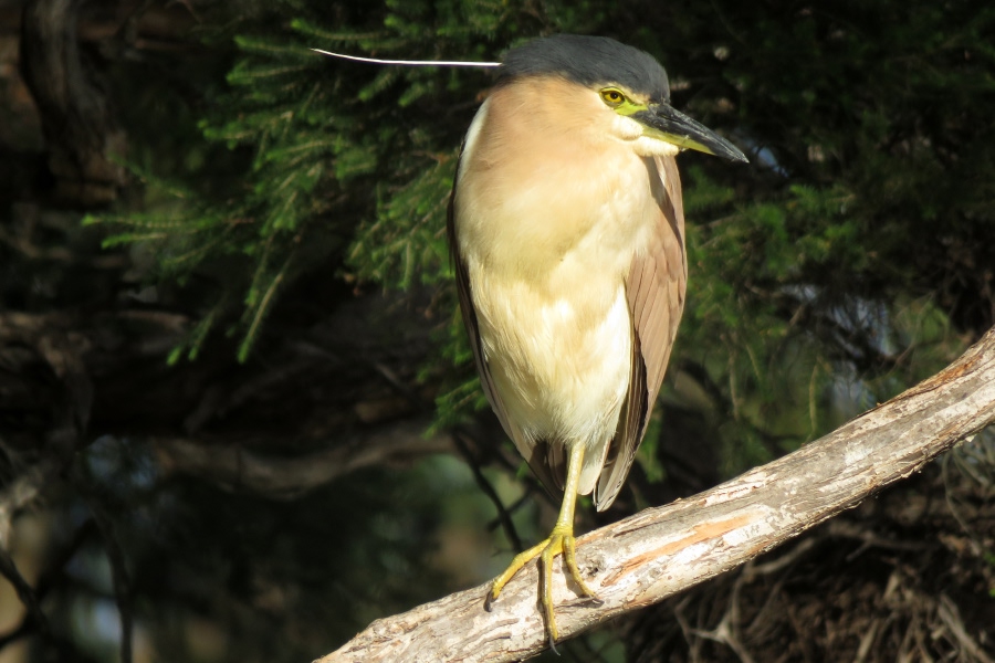 Nankeen night heron perched on a tree branch among dense foliage.