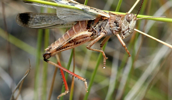 Australian plague locust with prominent red hind legs
