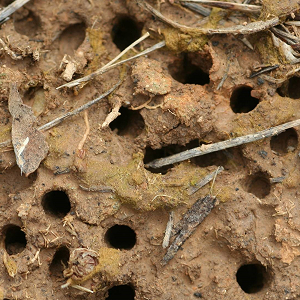 Dense locust egg bed showing numerous emergence holes across a patch of compacted soil.