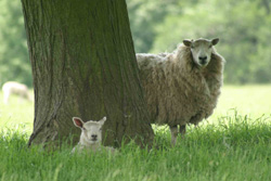Ewe and its lamb under a tree in a grassy field.