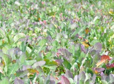 mptoms of TuYV in forage brassica with yellow, red and purple discolouration of leaves