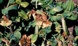 Brown and yellow leaf lesions caused by bacterial blight