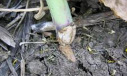 Photo of a canola stem that has been severed from its roots.