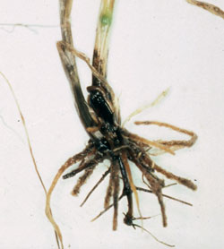 Photo of the blackened root system of take-all infected plant