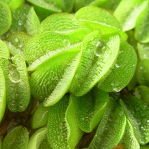 Water repellent leaves of salvinia