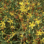 Flowering tangled hypericum plant