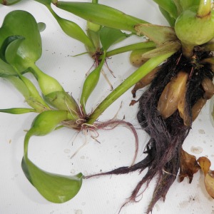Creeping stems of water hyacinth