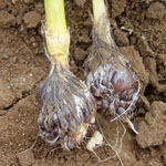Bulb and roots of Cape tulip (two-leaf)