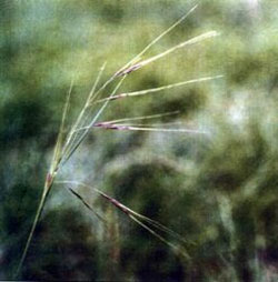 Chilean needle grass in flower  