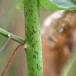  Green stems of Noogoora burr