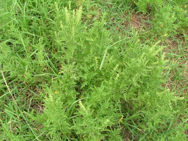 Perennial ragweed