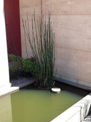 Horsetails growing in a pond, discovered at an open garden