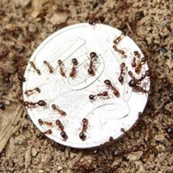 Size comparison of fire ants to a 10 cent coin