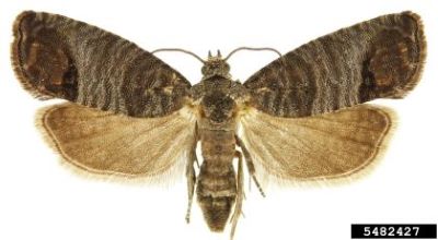 Adult female codling moth