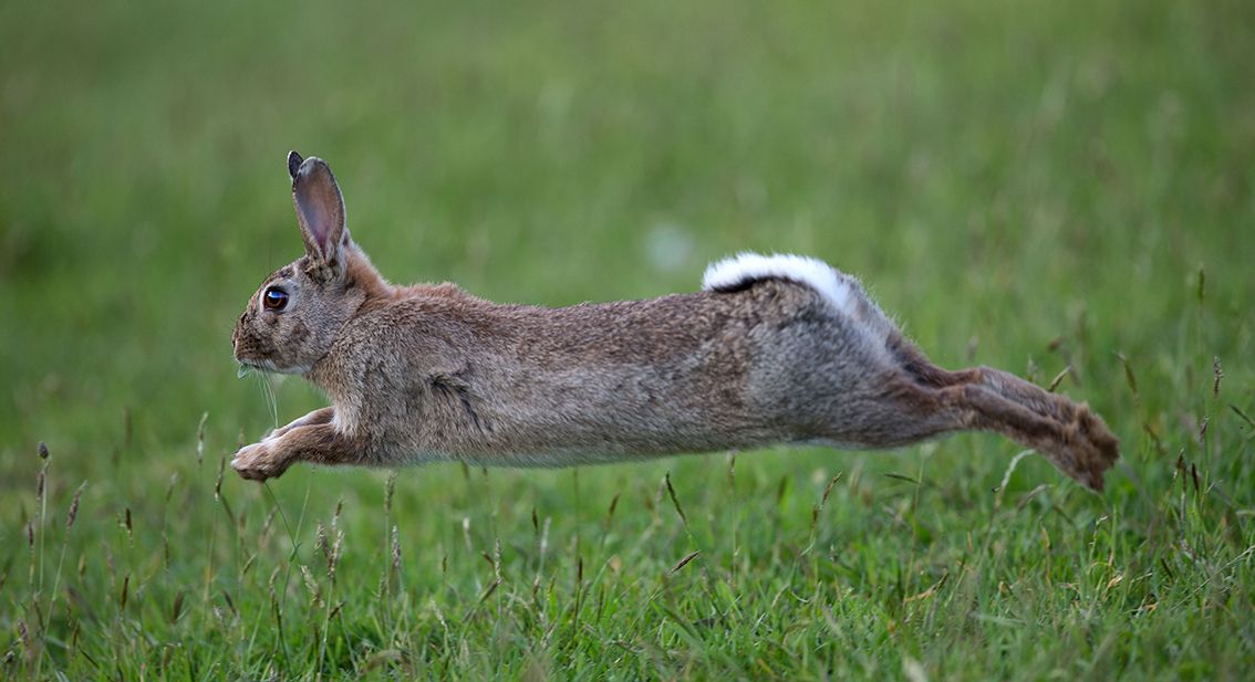 Rabbit jumping in grass, side profile, fully stretched, white bottom of tail visible