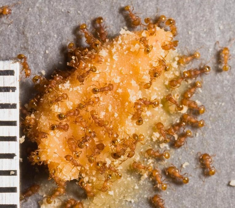 Photo of numerous fire ant workers feeding on peanut butter.  Rule with millimetre increments in photo for scale. 