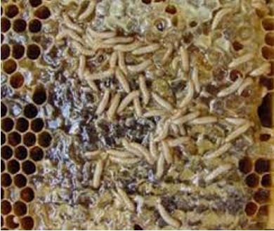 A hive slimed out from small hive beetle larvae.