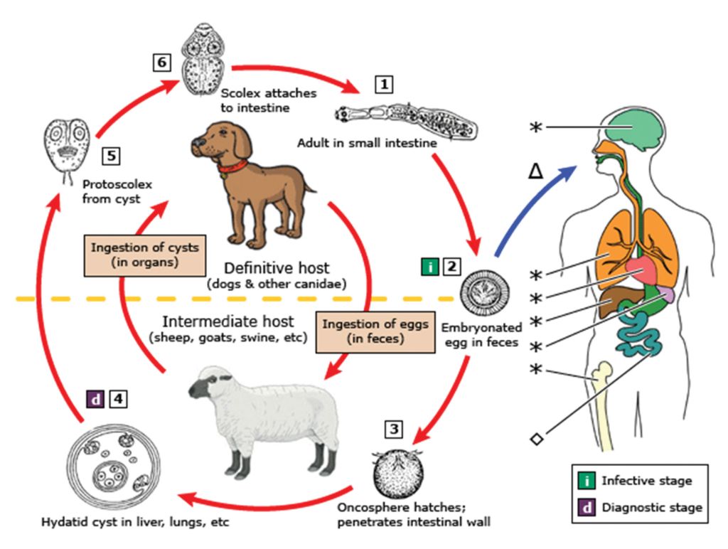 Image of hydatid lifecycle showing infective and diagnostic stages. Definitive hosts - dogs and other canidae - ingest cysts by eating organs of infested intermediate hosts - sheep, goats, swine etc). Hydatid cysts may be found in liver, lungs etc. A protoscolex forms from the cyst. The scolex attaches to the intestine. Adult grows in small intestine and the embryonated egg is in faeces then the oncosphere hatches and penetrates the intestinal wall. Hydatids can also be ingested by humans at the infective stage (when the embryonated egg is present in faeces)