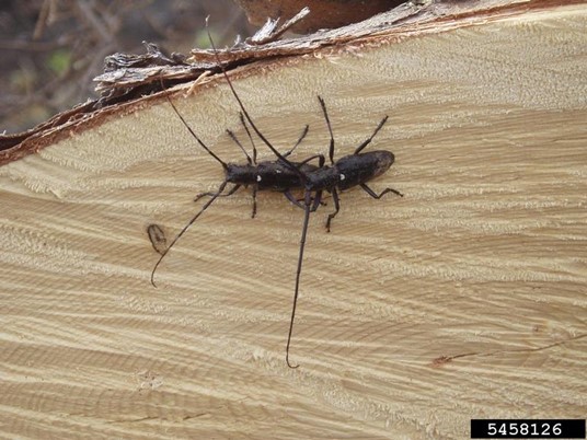 A pair of adult white-spotted sawyers on end of a sawn-off trunk.
