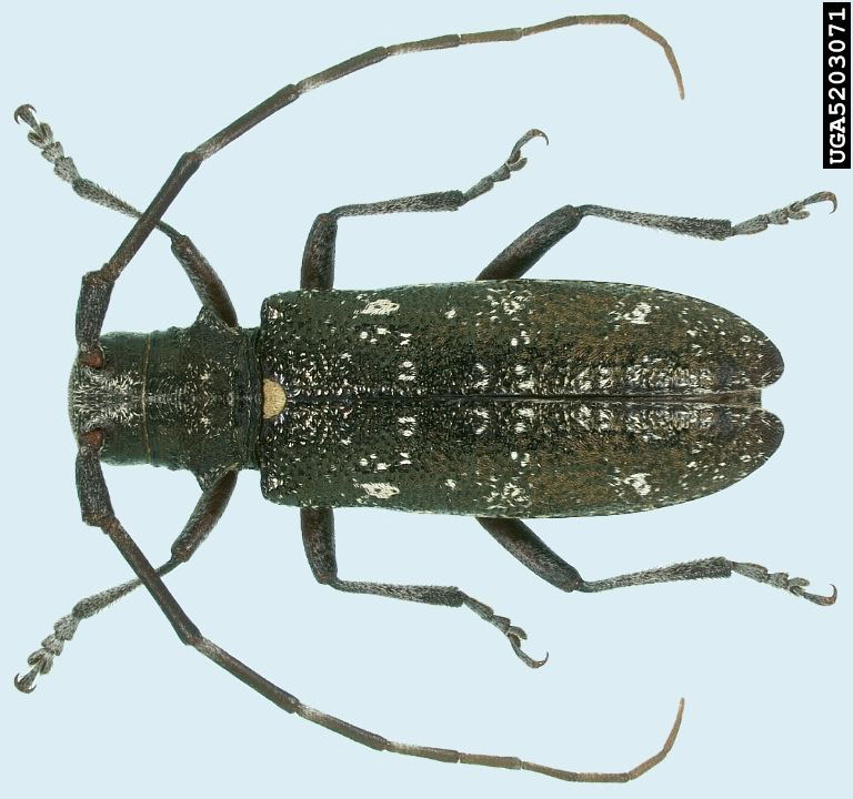 Mostly black beetle with a wide-curving antenna on each side.