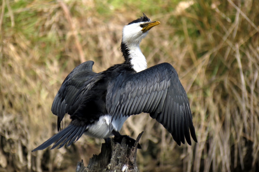 Little pied cormorant perched on a stump with wings partly spread.