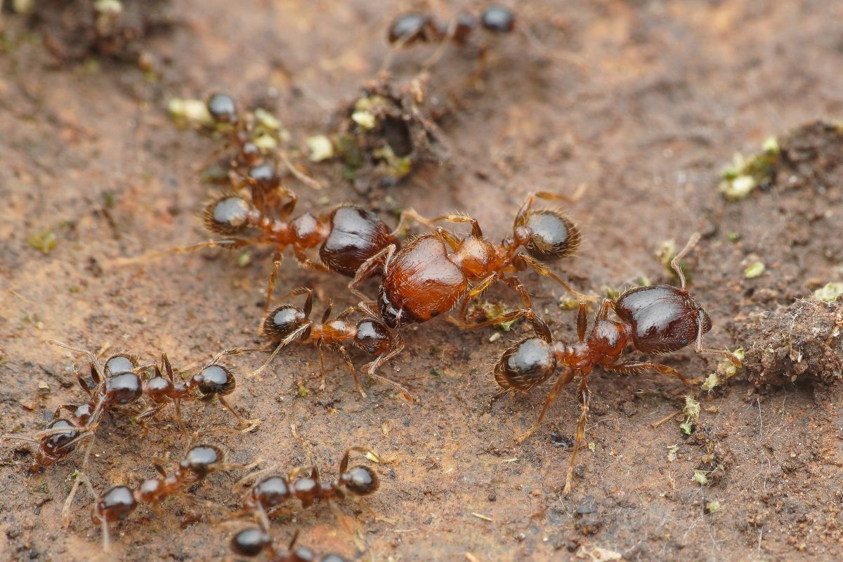Three orange-brown ants with very large heads surrounded by several other ants with much smaller heads.