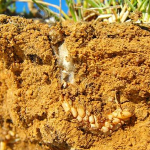 Locust egg pod exposed in a soil cross-section, showing a cluster of eggs deposited beneath the ground surface.