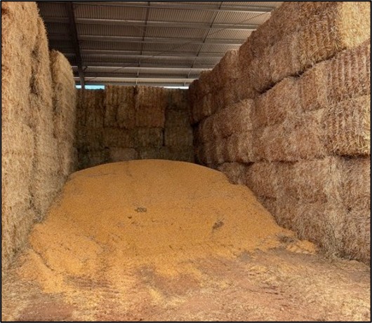 Pile of stored grain inside a hay shed, with large stacks of hay bales lining both sides of the storage area.