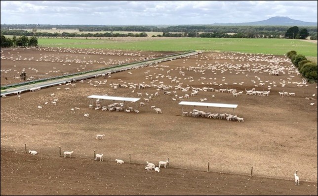 Aerial view of a feedlot with hundreds of sheep dispersed across fenced pens, with shade structures and surrounding farmland.