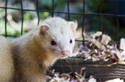Ferret in hutch with dry leaves