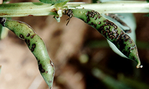 Photo of pods covered in lesions, late infection of faba bean pods by ascochyta