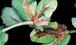 Water soaked lesion, caused by bacterial blight, spreading into the leaf from the base