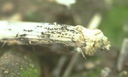 Photo of stubble covered in black fruiting bodies