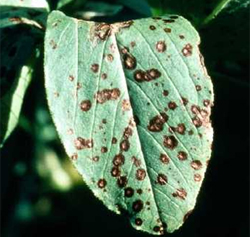 Photo of leaf covered with reddish-brown spots