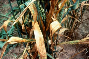 Photo of wheat plant with dead brown leaves.