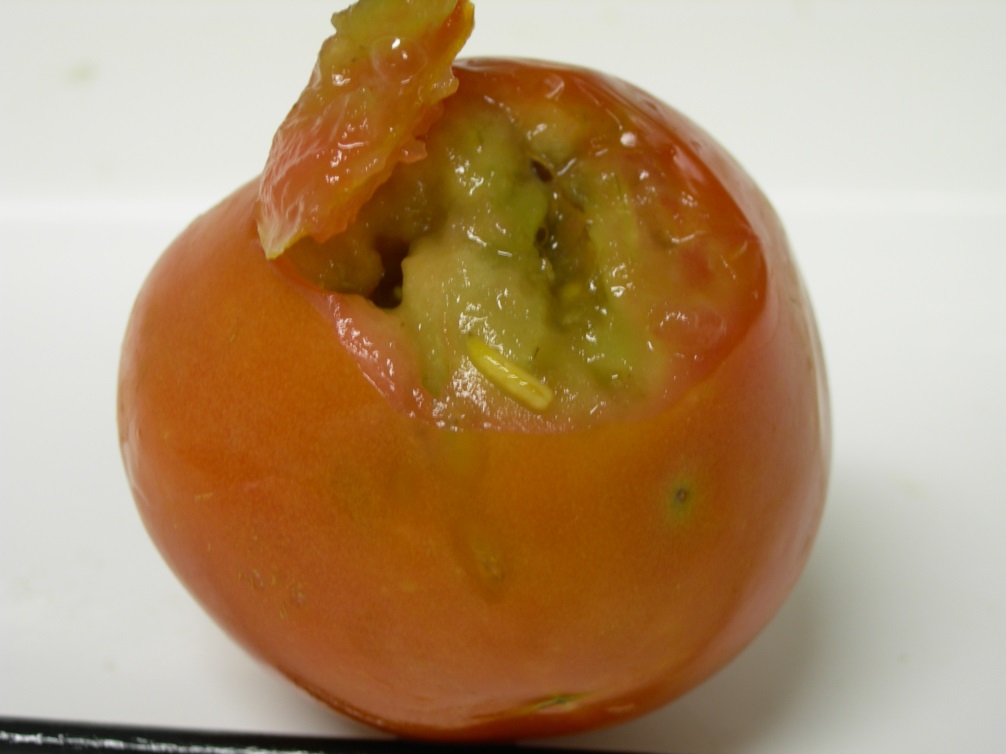 A rotten tomato with a fruit fly sting on the skin, shown as a halo surrounding a dark circle, and a maggot in the fruit