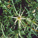 Spines of star thistle