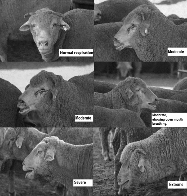 A series of photos of sheep showing different scores of panting.