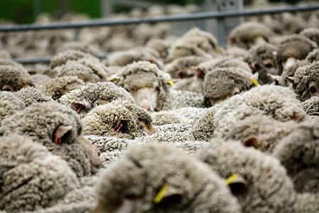 Heads of hundreds of merino sheep in a run